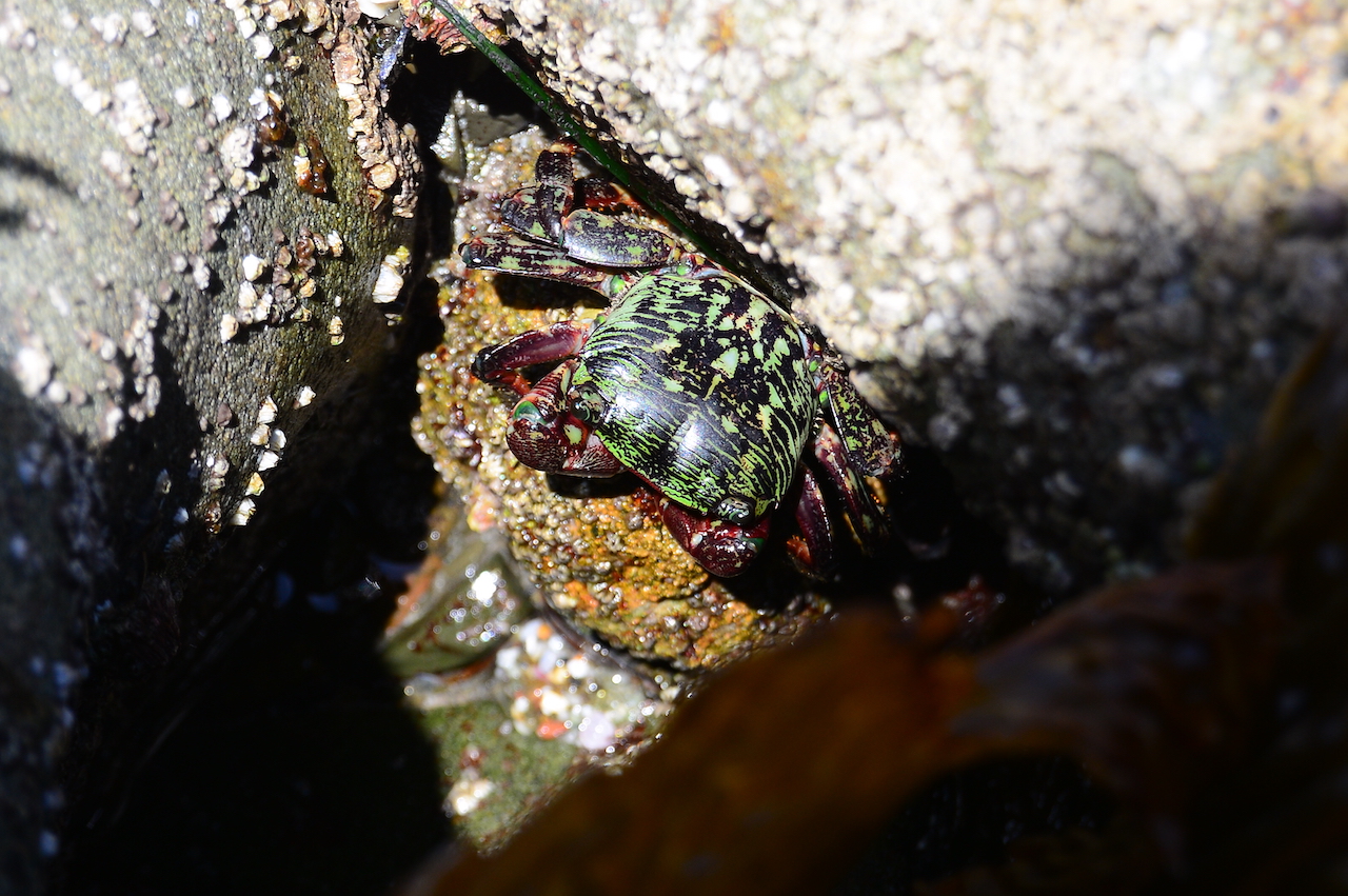 Pachygrapsus crassipes